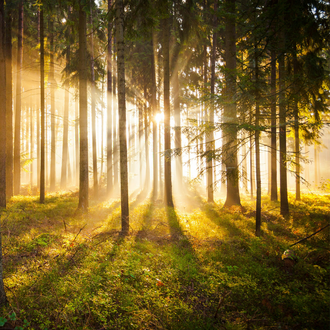 Sonnenstrahlen fallen durch nebligen Wald